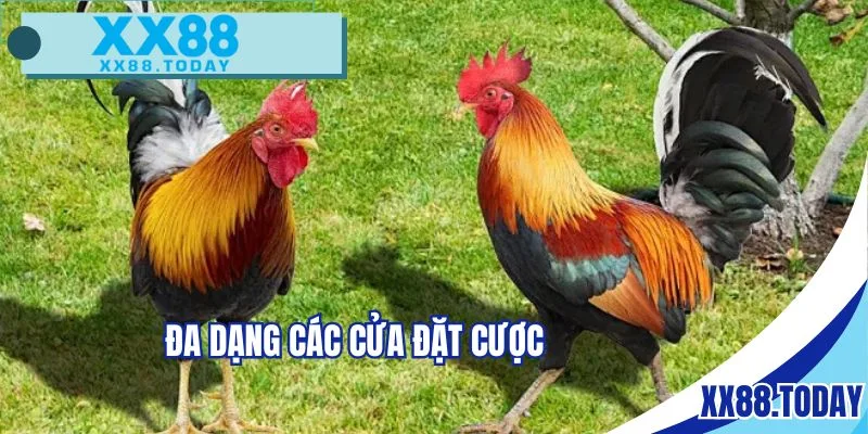 Chọn cửa đặt cược phù hợp để giành chiến thắng